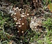 Knopfstieliger Rübling, Foto 18