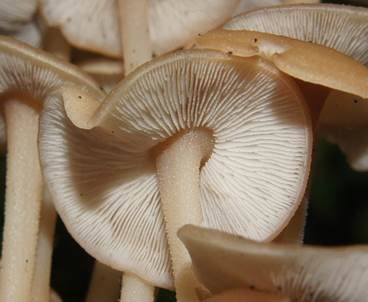 Knopfstieliger Rübling, Foto 4