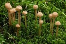 Knopfstieliger Rübling, Foto 23