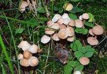 Knopfstieliger Rübling, Foto 27
