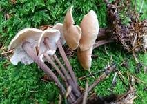 Knopfstieliger Rübling, Foto 31