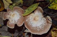 Knopfstieliger Rübling, Foto 33
