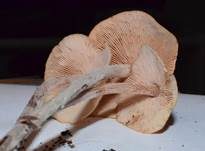 Knopfstieliger Rübling, Foto 34