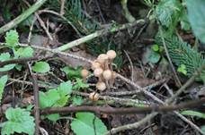 Knopfstieliger Rübling, Foto 35