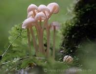 Knopfstieliger Rübling, Foto 37