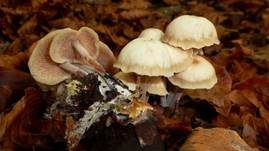Knopfstieliger Rübling, Foto 38