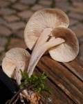 Knopfstieliger Rübling, Foto 39