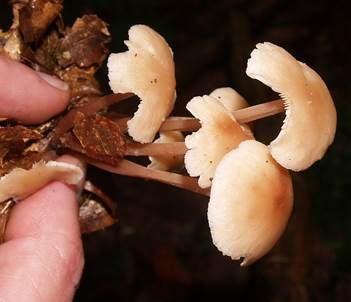 Knopfstieliger Rübling, Foto 6