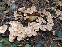 Knopfstieliger Rübling, Foto 42