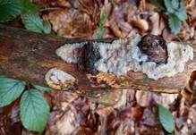 Knorpeliger Drüsling, Foto 16