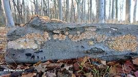 Knotiger Schillerporling, Foto 13