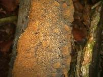 Knotiger Schillerporling, Foto 15