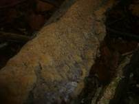 Knotiger Schillerporling, Foto 16