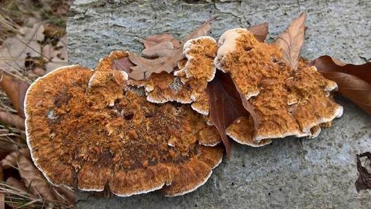 Knotiger Schillerporling, Foto 4