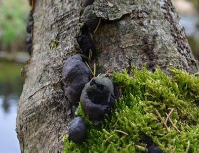Kohlen-Kugelpilz, Foto 2