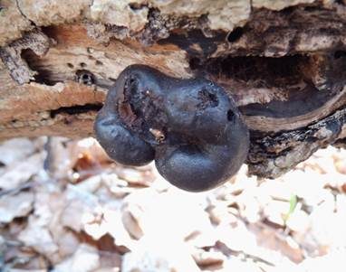 Kohlen-Kugelpilz, Foto 3