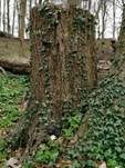 Kohlen-Kugelpilz, Foto 15