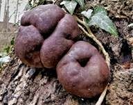 Kohlen-Kugelpilz, Foto 16
