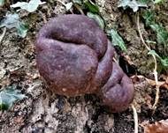 Kohlen-Kugelpilz, Foto 17