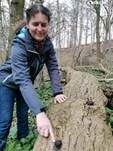 Kohlen-Kugelpilz, Foto 18