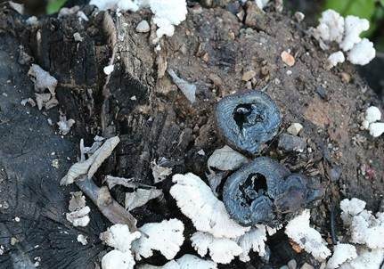 Kohlen-Kugelpilz, Foto 5