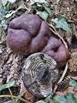 Kohlen-Kugelpilz, Foto 6