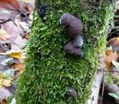 Kohlen-Kugelpilz, Foto 9