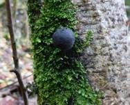 Kohlen-Kugelpilz, Foto 10