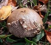 Abblätternder Stäubling, Foto 20