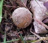 Abblätternder Stäubling, Foto 27