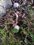 Abblätternder Stäubling, Foto 29