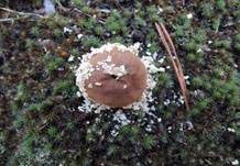 Abblätternder Stäubling, Foto 7