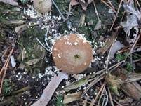 Abblätternder Stäubling, Foto 11