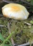 Aderiger Ackerling, Foto 12