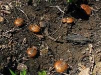 Kohlenschüppling, Foto 11