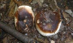 Kohlentäubling, Foto 5