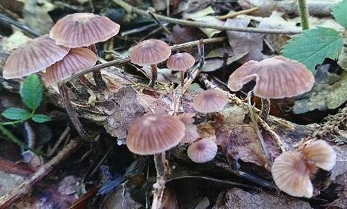 Kohlstinkschwindling, Foto 2