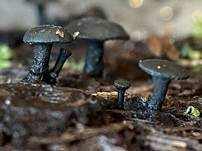 Konidien-Schwarzbecher, Foto 26