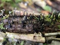 Konidien-Schwarzbecher, Foto 37