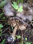 Königlicher Zärtling, Foto 6