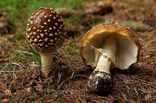 Königsfliegenpilz, Foto 2
