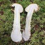 Königsfliegenpilz, Foto 15