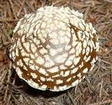 Königsfliegenpilz, Foto 17