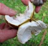 Königsfliegenpilz, Foto 19