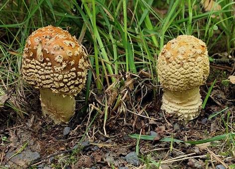 Königsfliegenpilz, Foto 4