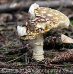 Königsfliegenpilz, Foto 24