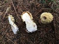 Königsfliegenpilz, Foto 25