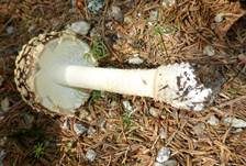Königsfliegenpilz, Foto 30