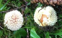 Königsfliegenpilz, Foto 34