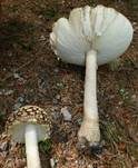 Königsfliegenpilz, Foto 38